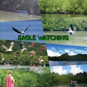 eagle-watching