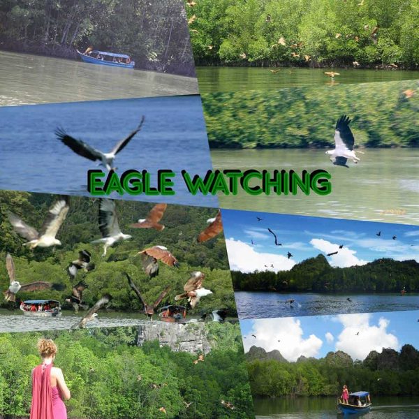 eagle-watching