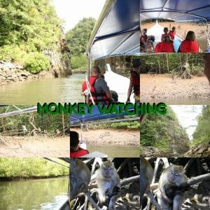 monkey-watching