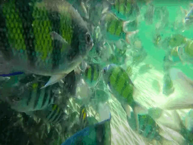Pulau Payar Snorkeling (Beach Coast) - Image 3