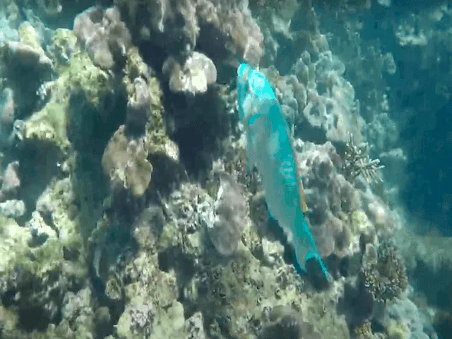 Pulau Payar Snorkeling (Beach Coast) - Image 5