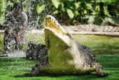langkawi crocodile farm 3