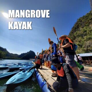 Mangrove Kayak Langkawi